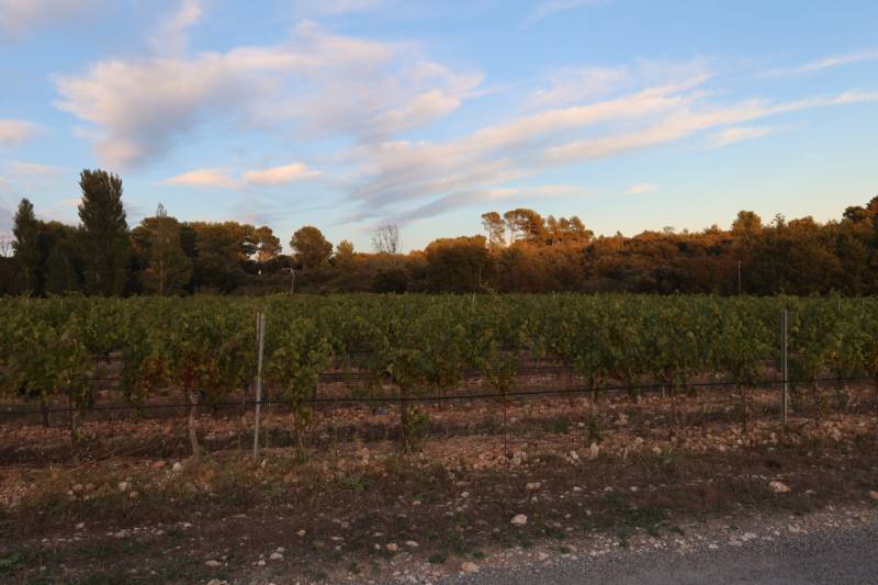 Vignoble familial spécialisé dans la production de vins et huiles d'olive artisanales Venelles Domaine de l'Olibaou