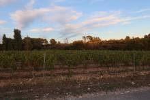 Vignoble familial spécialisé dans la production de vins et huiles d'olive artisanales Venelles Domaine de l'Olibaou