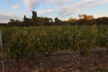 Lieu touristique le Château de Dorgonne est un lieu idéal pour les amateurs de vin bio, de nature, et de tranquillité. Il incarne parfaitement l’esprit du Luberon avec ses paysages magnifiques et son engagement envers une production durable et respectueus