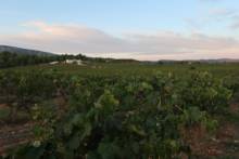 Domaine viticole le domaine les Béates est reconnu pour sa viticulture biologique et son engagement envers des pratiques durables, ce qui en fait un acteur important de la production de vin dans la région. Lambesc Domaine Les Béates